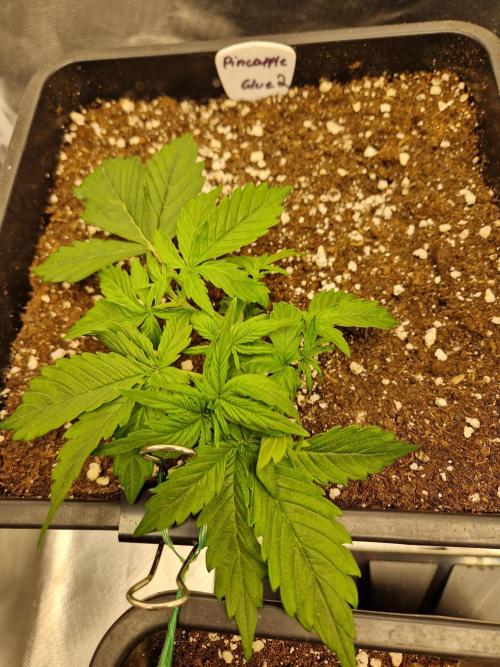 Auto Pineapple Glue. Week 4