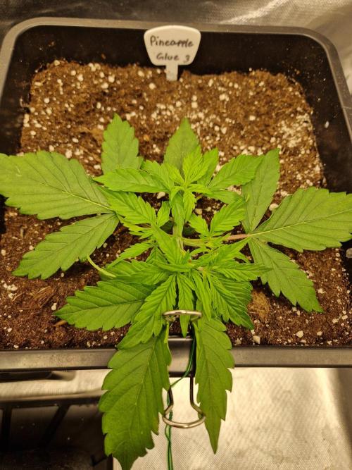 Auto Pineapple Glue. Week 4