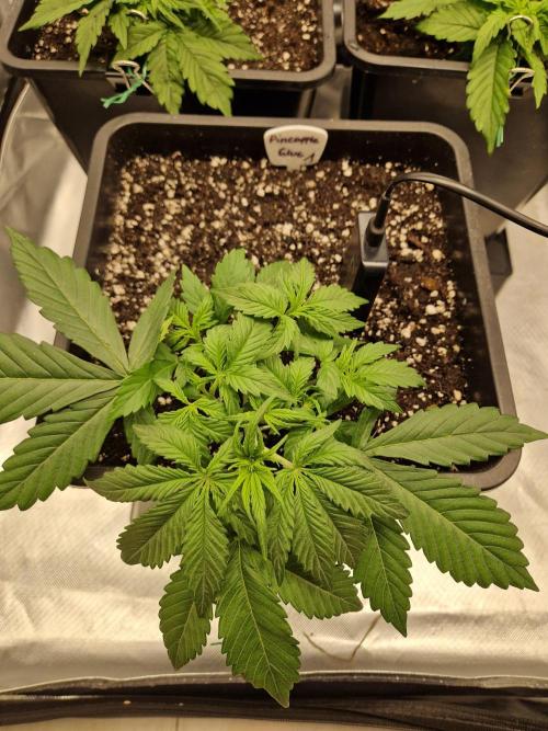 Auto Pineapple Glue. Week 4