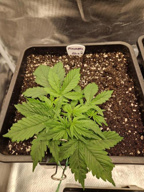 Auto Pineapple Glue. Week 4