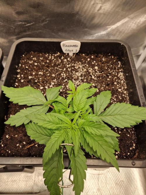 Auto Pineapple Glue. Week 4