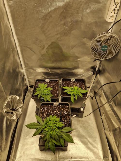 Auto Pineapple Glue. Week 4