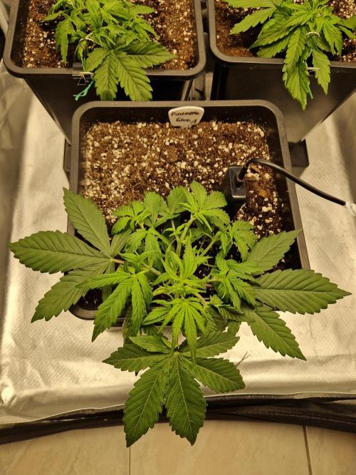 Auto Pineapple Glue. Week 4