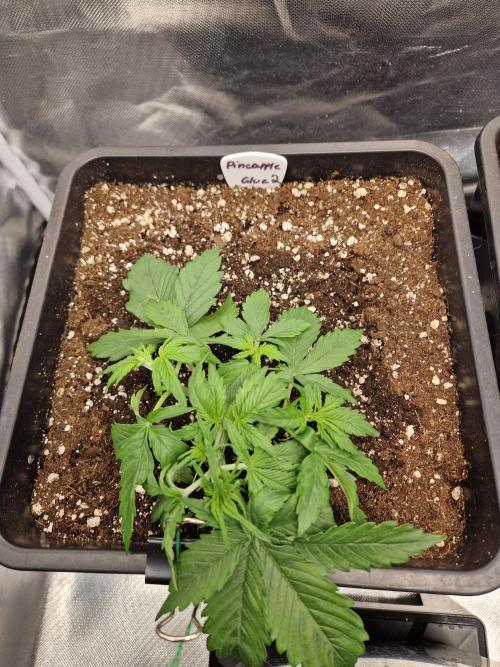 Auto Pineapple Glue. Week 4