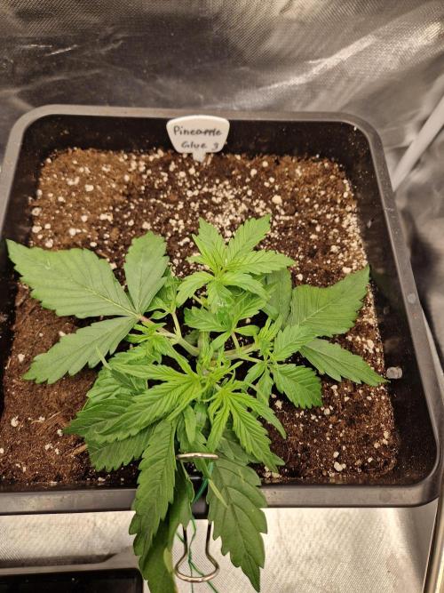 Auto Pineapple Glue. Week 4