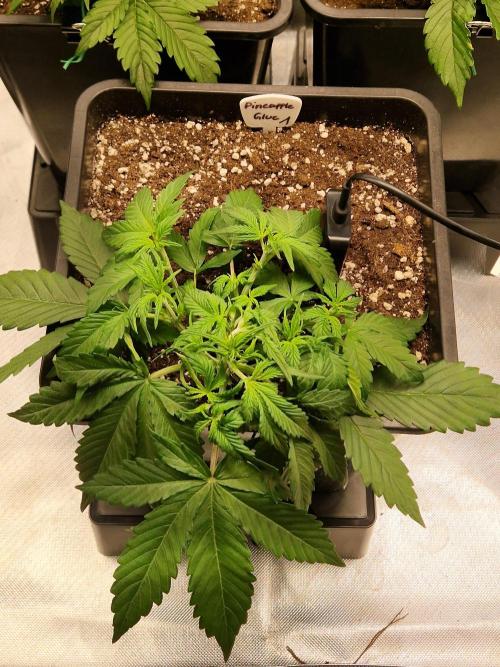 Auto Pineapple Glue. Week 4