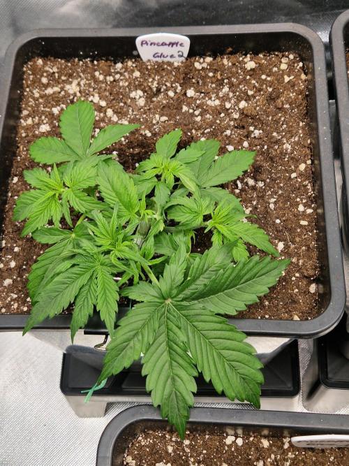 Auto Pineapple Glue. Week 4