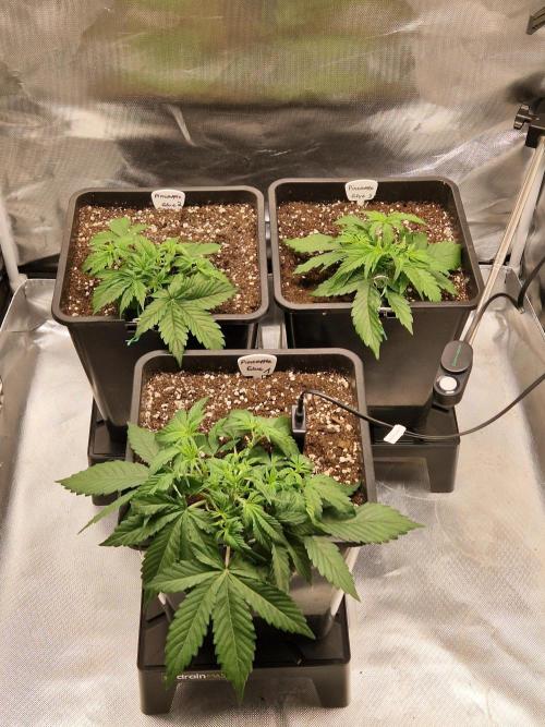 Auto Pineapple Glue. Week 4