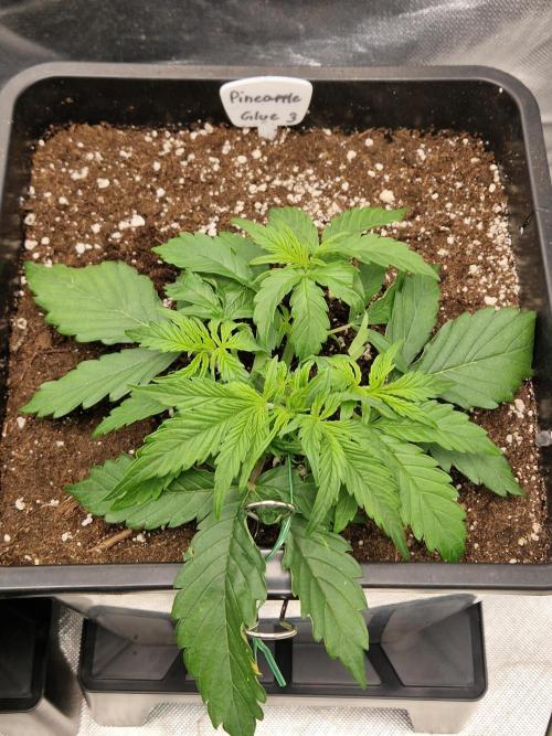 Auto Pineapple Glue. Week 4