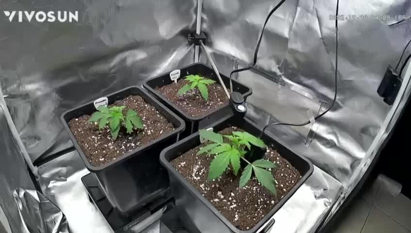 Auto Pineapple Glue