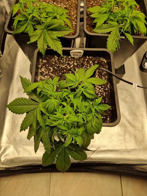 Auto Pineapple Glue. Week 5