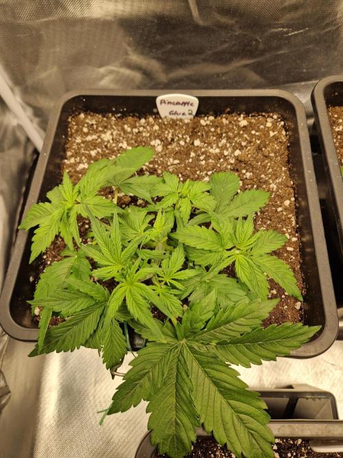 Auto Pineapple Glue. Week 5