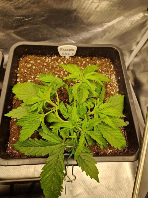 Auto Pineapple Glue. Week 5