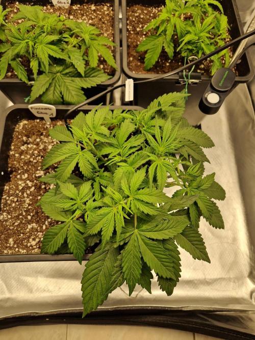 Auto Pineapple Glue. Week 5