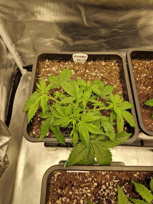 Auto Pineapple Glue. Week 5