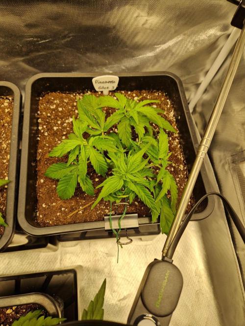 Auto Pineapple Glue. Week 5