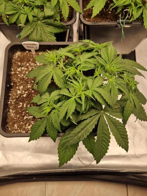 Auto Pineapple Glue. Week 5