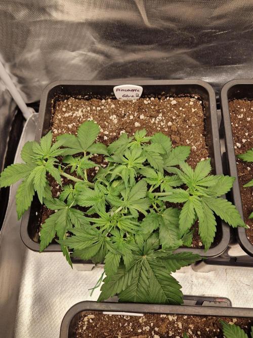 Auto Pineapple Glue. Week 5