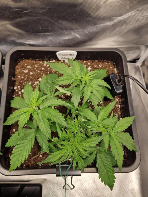 Auto Pineapple Glue. Week 5