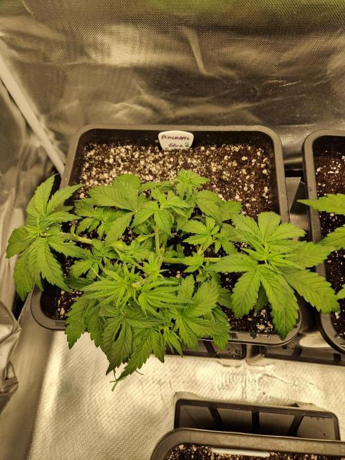 Auto Pineapple Glue. Week 5