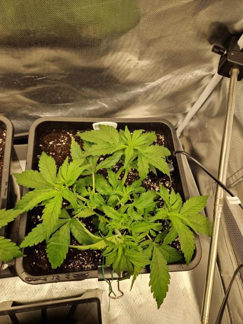 Auto Pineapple Glue. Week 5