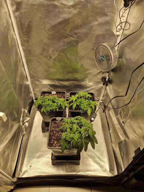 Auto Pineapple Glue. Week 5