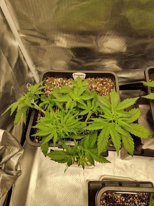 Auto Pineapple Glue. Week 5