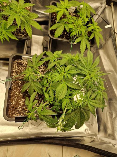 Auto Pineapple Glue. Week 5