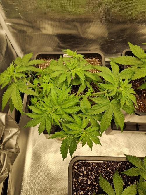 Auto Pineapple Glue. Week 5