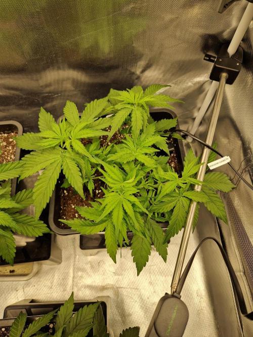 Auto Pineapple Glue. Week 5