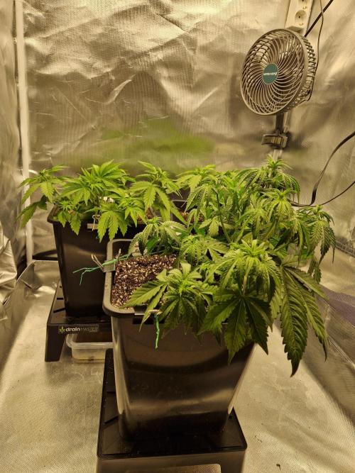 Auto Pineapple Glue. Week 5