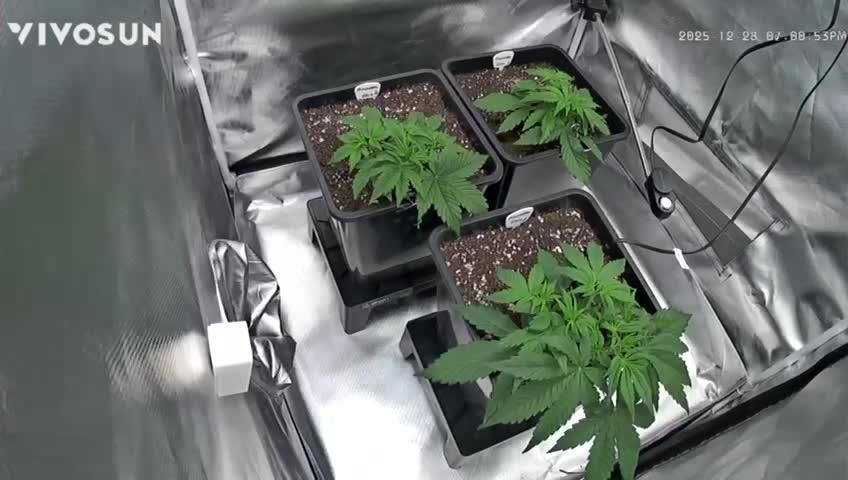 Auto Pineapple Glue