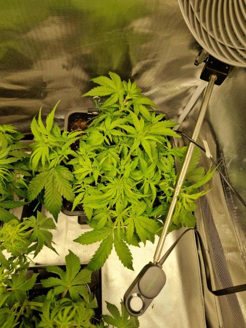 Auto Pineapple Glue. Week 6