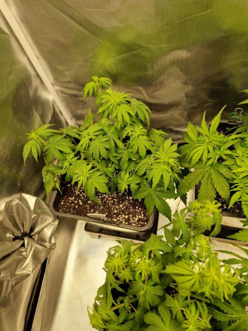 Auto Pineapple Glue. Week 6