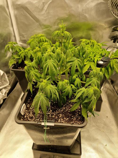 Auto Pineapple Glue. Week 6