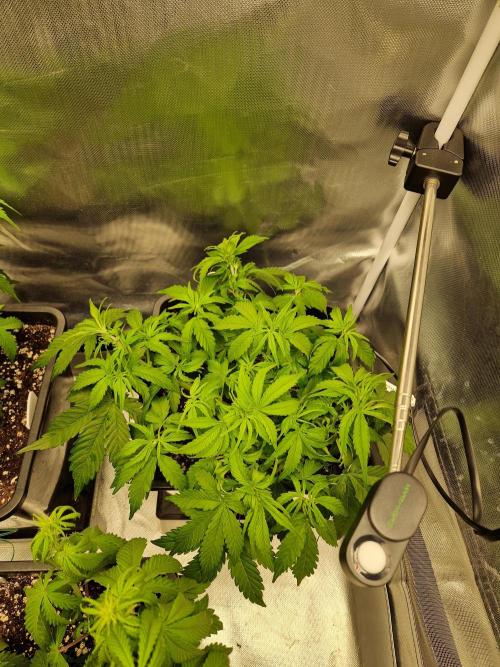 Auto Pineapple Glue. Week 6