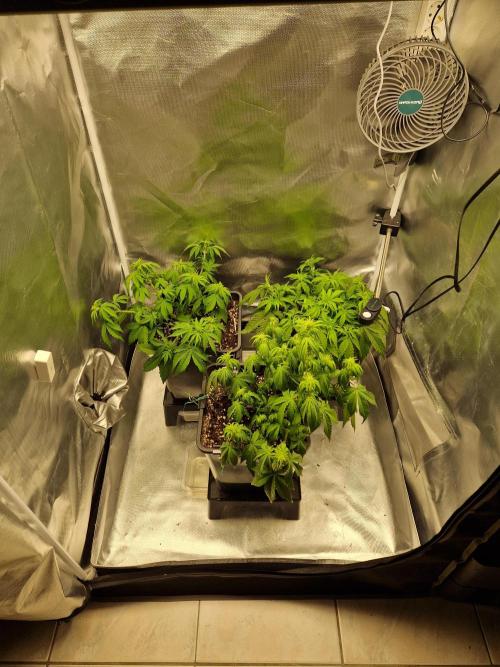 Auto Pineapple Glue. Week 6