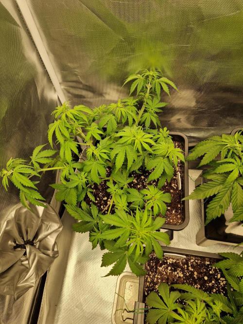 Auto Pineapple Glue. Week 6