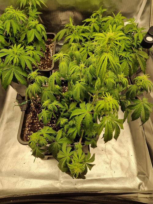 Auto Pineapple Glue. Week 6