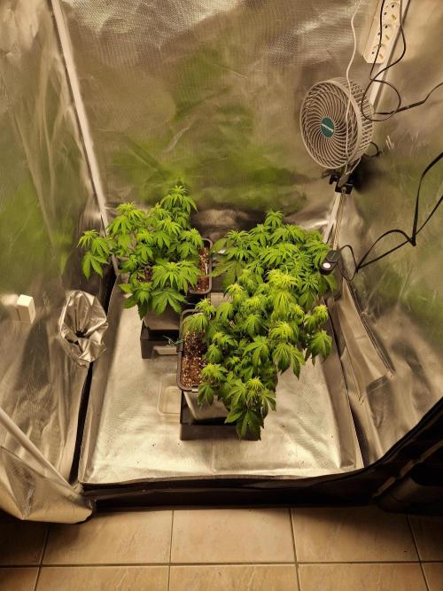 Auto Pineapple Glue. Week 6