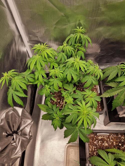 Auto Pineapple Glue. Week 6