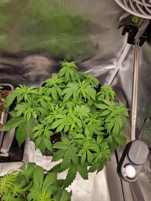 Auto Pineapple Glue. Week 6