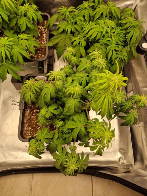 Auto Pineapple Glue. Week 6