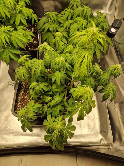 Auto Pineapple Glue. Week 6