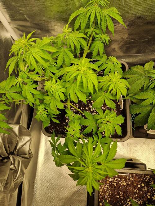 Auto Pineapple Glue. Week 6