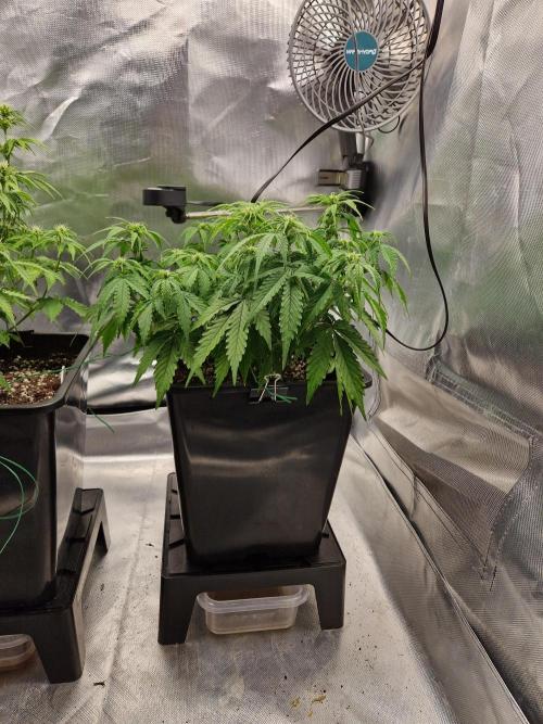 Auto Pineapple Glue. Week 7