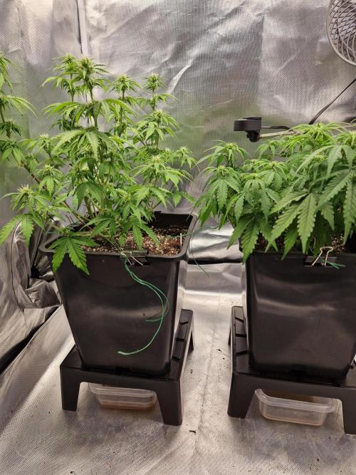 Auto Pineapple Glue. Week 7