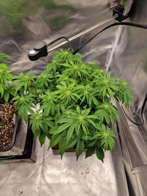 Auto Pineapple Glue. Week 7