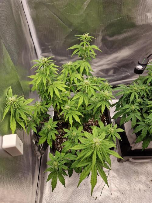 Auto Pineapple Glue. Week 7