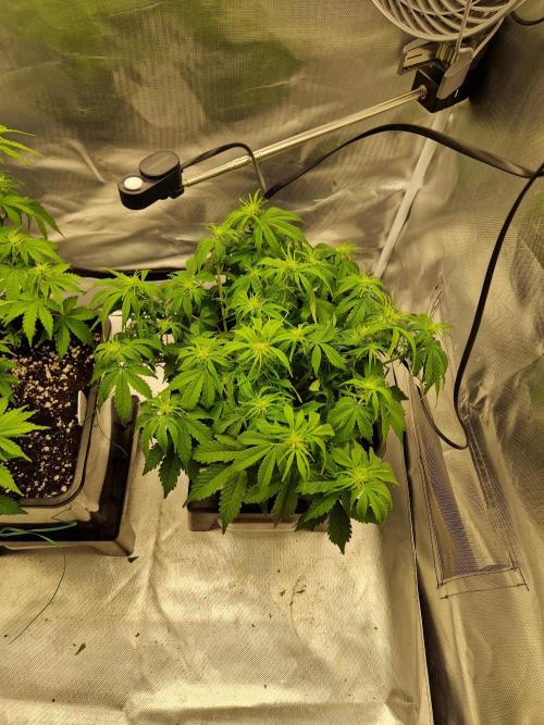 Auto Pineapple Glue. Week 7